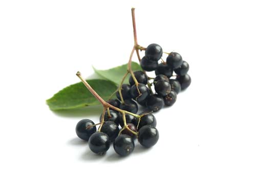 Fruits 14